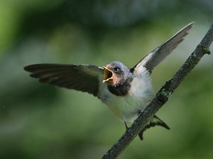 Låvesvale Tautra, Frosta 367