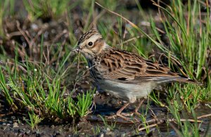 Trelerke Utsira - 3618