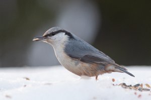 Spettmeis Sjusjøen, Ringsaker - 8173