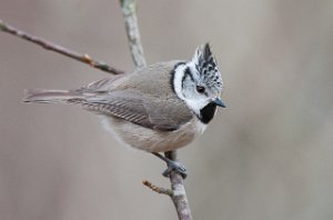 Toppmeis Brøttem, Klæbu-2858