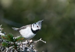 Toppmeis Saksvikvollen, Trondheim-5582