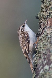 Trekryper Nidarø, Trondheim-0384