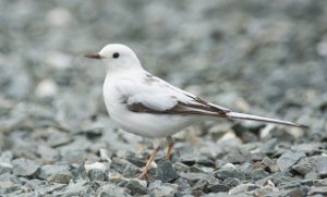 Linerle Hauganfjæra camping, Frosta-6841