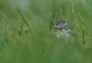 Sitronerle Sula, Frøya - 4372