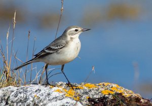 Sitronerle Sula, Frøya - 8798