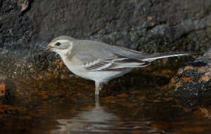 Sitronerle Sula, Frøya - 8929