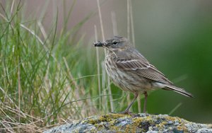 Skjærpiplerke Hornøya, Vardø-2590