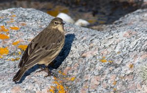 Skjærpiplerke Sula, Frøya - 5322