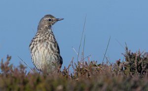 Skjærpiplerke Sula, Frøya - 8823