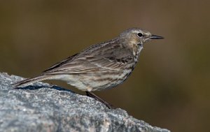 Skjærpiplerke Sula, Frøya - 9015