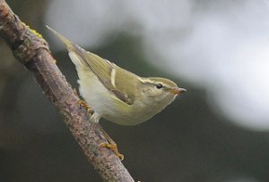 Gulbrynsanger Staraberge, Utsira 715