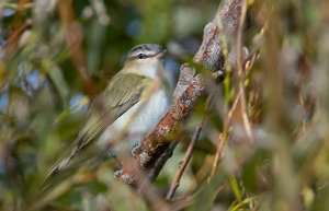 Rødøyevireo Utsira - 5234