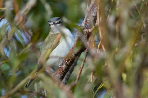 Rødøyevireo Utsira - 5271