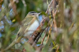 Rødøyevireo Utsira - 5293