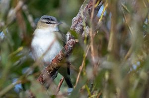 Rødøyevireo Utsira - 5384