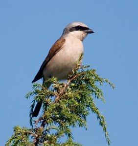 Tornskate Råde 184