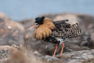 Brushane Kongsfjordfjellet, Berlevåg-7359