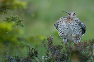 Dobbeltbekkasin Levanger-www.bird.dintur.no-0417