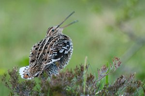 Dobbeltbekkasin Levanger-www.bird.dintur.no-0510