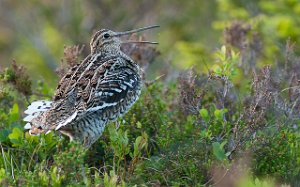 Dobbeltbekkasin Levanger-www.bird.dintur.no-0949