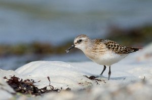 Dvergsnipe Gaulosen, Melhus-5358