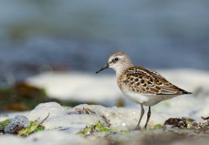 Dvergsnipe Gaulosen, Melhus-5480