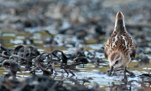 Dvergsnipe Grandefjæra, Ørland-7535