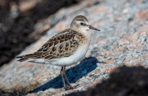 Dvergsnipe Sula, Frøya - 2166