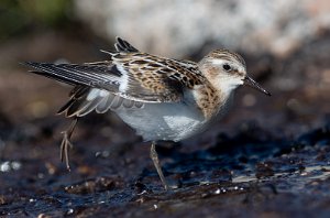 Dvergsnipe Sula, Frøya - 2380