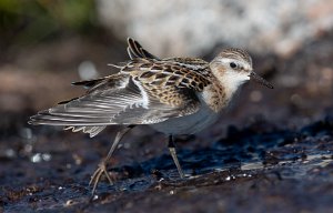 Dvergsnipe Sula, Frøya - 2492