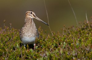 Enkeltbekkasin Sula, Frøya - 9383