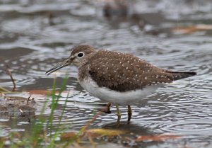 Eremittsnipe Værlandet, Askvoll - 6726