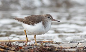 Flekksnipe Ørekroken, Kirkøy, Hvaler - 7859