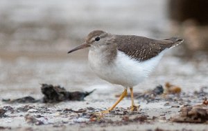 Flekksnipe Ørekroken, Kirkøy, Hvaler - 8071