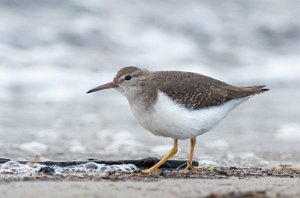 Flekksnipe Ørekroken, Kirkøy, Hvaler - 8128