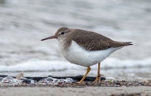 Flekksnipe Ørekroken, Kirkøy, Hvaler - 8132