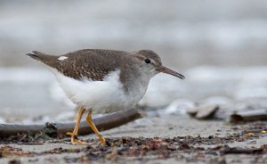 Flekksnipe Ørekroken, Kirkøy, Hvaler - 8783