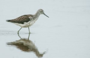 Gluttsnipe Gaulosen, Melhus-5365