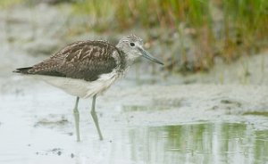 Gluttsnipe Gaulosen, Melhus-5417