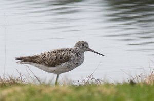 Gluttsnipe Målsjøen, Klæbu-1468