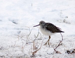 Gluttsnipe Skalstufjellet 2722