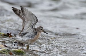 Polarsnipe Gaulosen, Melhus - 2110