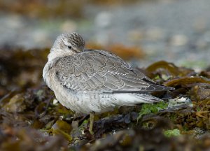 Polarsnipe Gaulosen, Melhus-7978