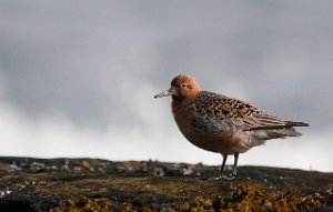 Polarsnipe Salttjern, Vadsø-2457