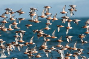 Polarsnipe Salttjern, Vadsø-5747