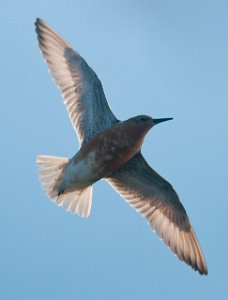 Polarsnipe Salttjern, Vadsø-5777