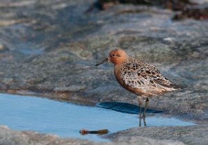 Polarsnipe Salttjern, Vadsø-5793