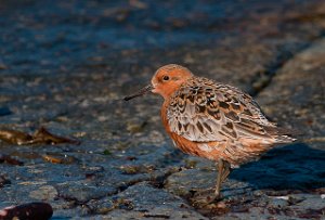 Polarsnipe Salttjern, Vadsø-6328