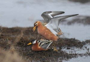 Polarsvømmesnipe Adventdalen, Svalbard 1291