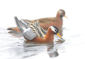 Polarsvømmesnipe Adventdalen, Svalbard 655